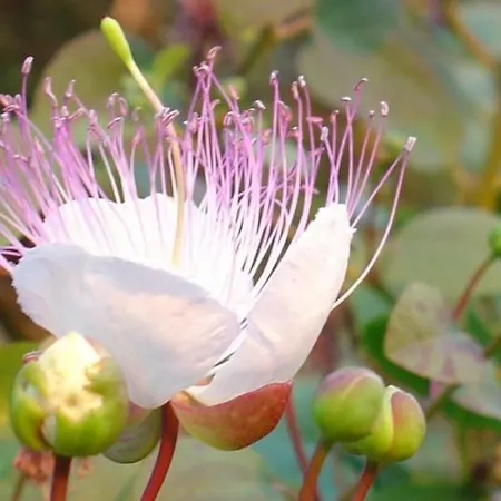 Feriehus Residenza Eolia Lipari (Isola Lipari)