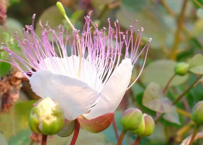 Casa vacanze Casa Eolia _ Residenza Città di Lipari